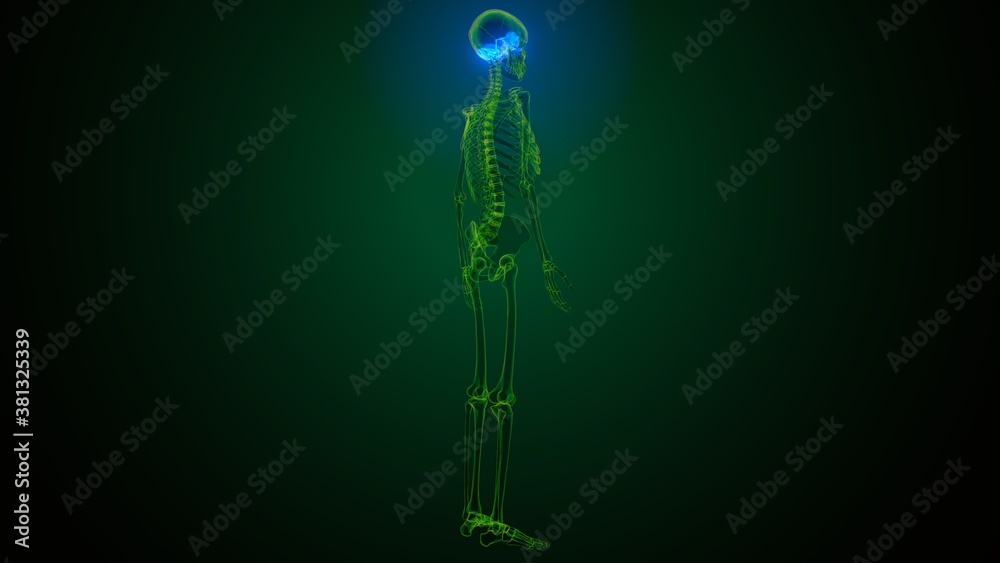 3d illustration of human skeleton skull temporal bone anatomy 3d illustration of human skeleton skull temporal bone anatomy