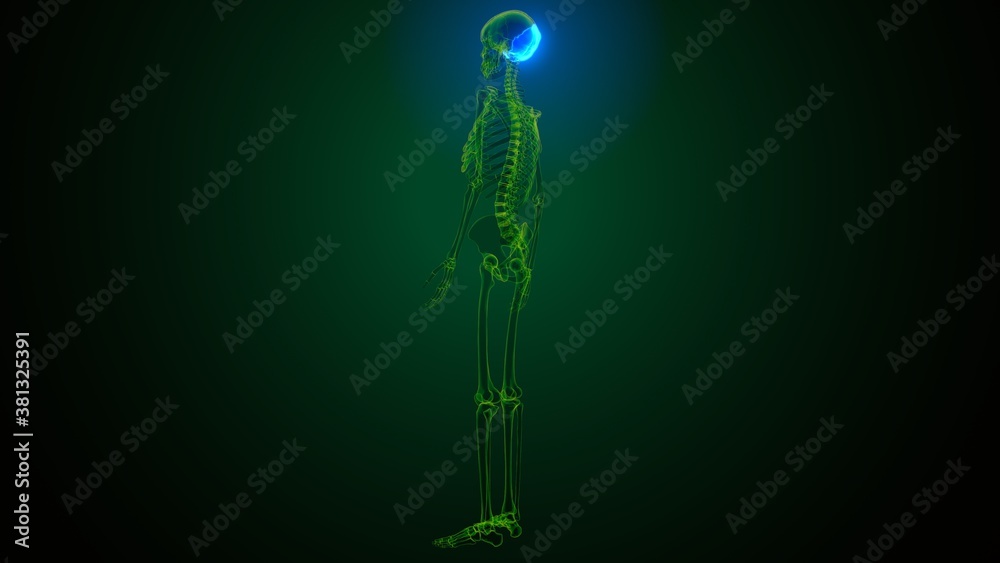 3d illustration of human skeleton skull occidental bone anatomy 3d illustration of human skeleton skull occidental bone anatomy