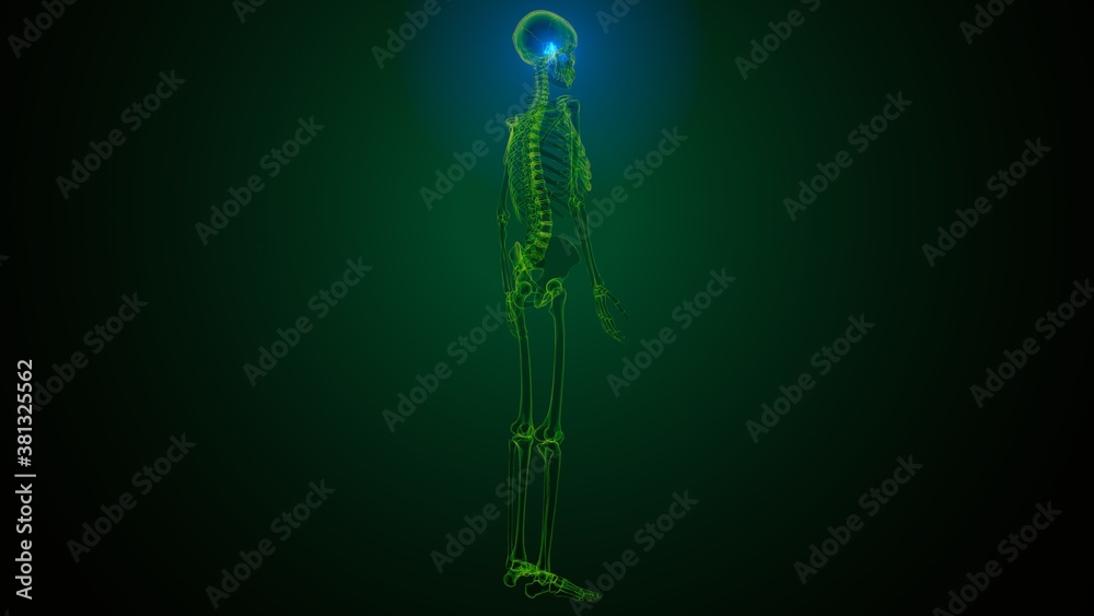 3d illustration of human skeleton skull spheroid bone anatomy
3d illustration of human skeleton skull spheroid bone anatomy