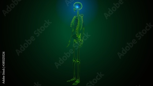 3d illustration of human skeleton skull spheroid bone anatomy 