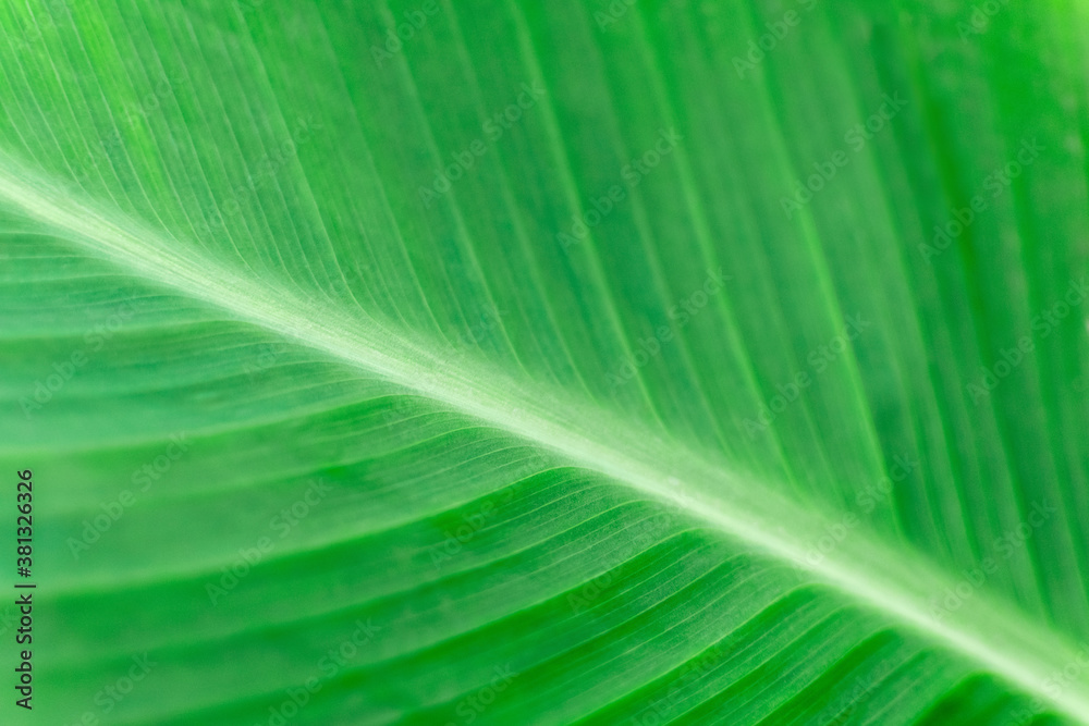 Large striped green leaf of a banana tree, close up. Branch of a tropical plant, textured natural background. Large striped green leaf of a banana tree, close up. Branch of a tropical plant, textured natural background.