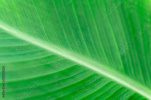 Large striped green leaf of a banana tree, close up. Branch of a tropical plant, textured natural background.