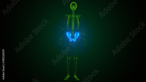 3d illustration of human body hip anatomy 