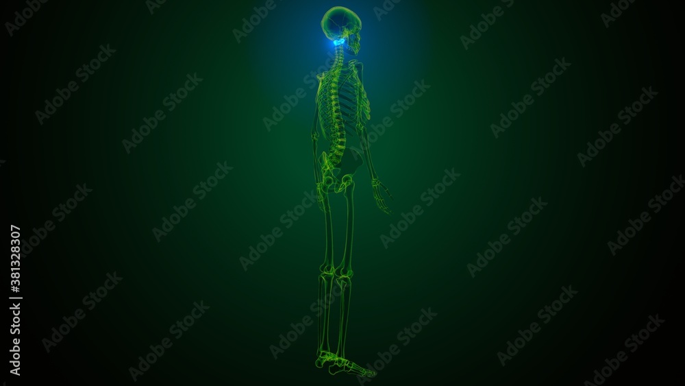 3d render of human skeleton cervical vertebrae bone anatomy
3d render of human skeleton cervical vertebrae bone anatomy
