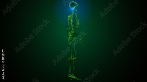 3d render of human skeleton cervical vertebrae bone anatomy 
