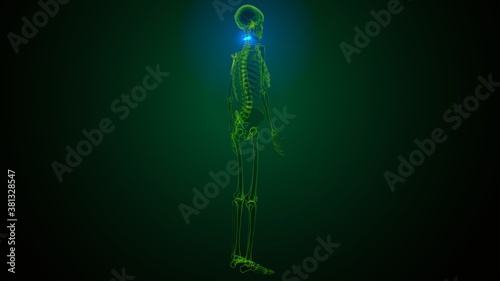 3d illustration of human skeleton cervical vertebrae bone anatomy