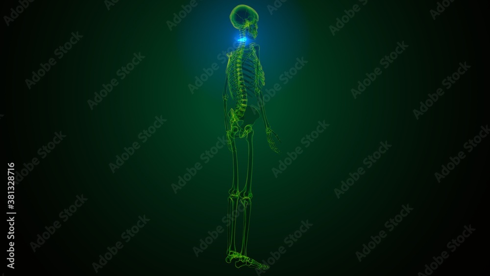 3d illustration of human skeleton cervical vertebrae bone anatomy 3d illustration of human skeleton cervical vertebrae bone anatomy