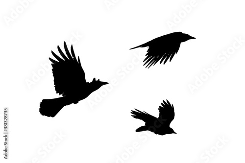 Three crows fly, black silhouette isolated on white