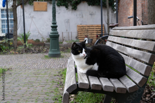Black and white cat sitting on a bench in a walled garden