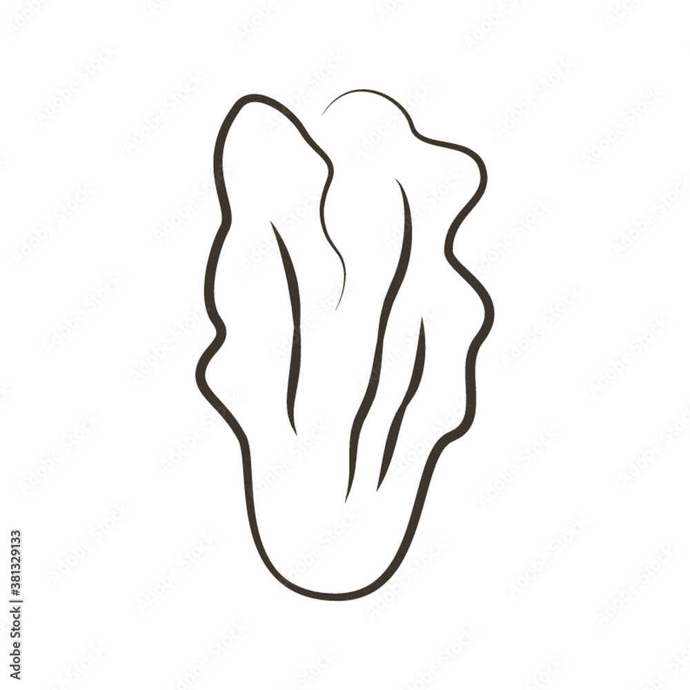 Obraz premium Lettuce