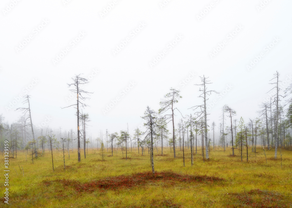Bog landscape in North Karelia wilderness of Finland Bog landscape in North Karelia wilderness of Finland
