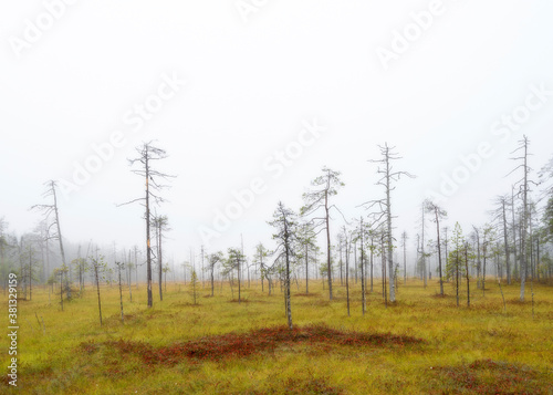 Bog landscape in North Karelia wilderness of Finland