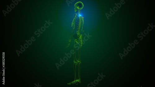3d render of human skeleton cervical vertebrae bone anatomy  © PIC4U
