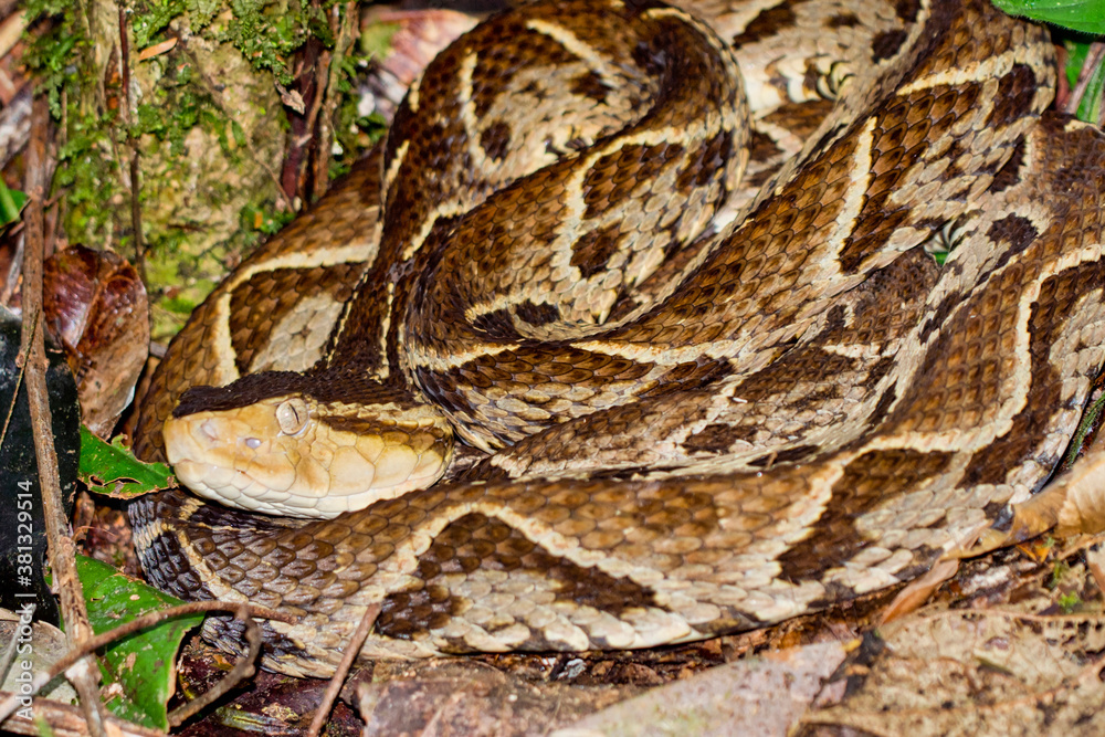 Obraz premium Fer-de-lance Viper, Terciopelo Viper, Bothrops asper, Tropical Rainforest, Costa Rica, Central America, America