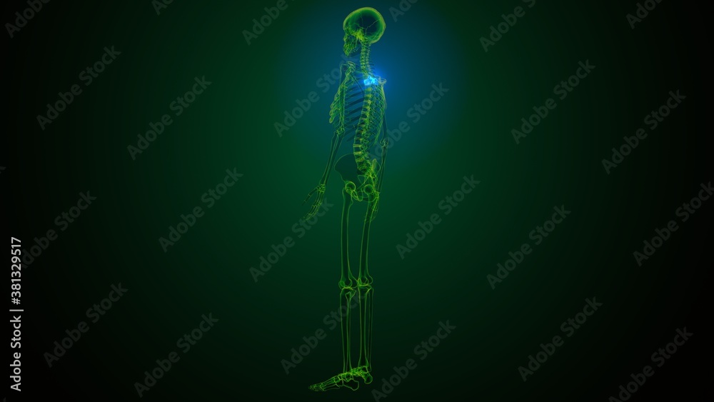 Fototapeta premium 3d render of human skeleton thoracic vertebrae bone anatomy 