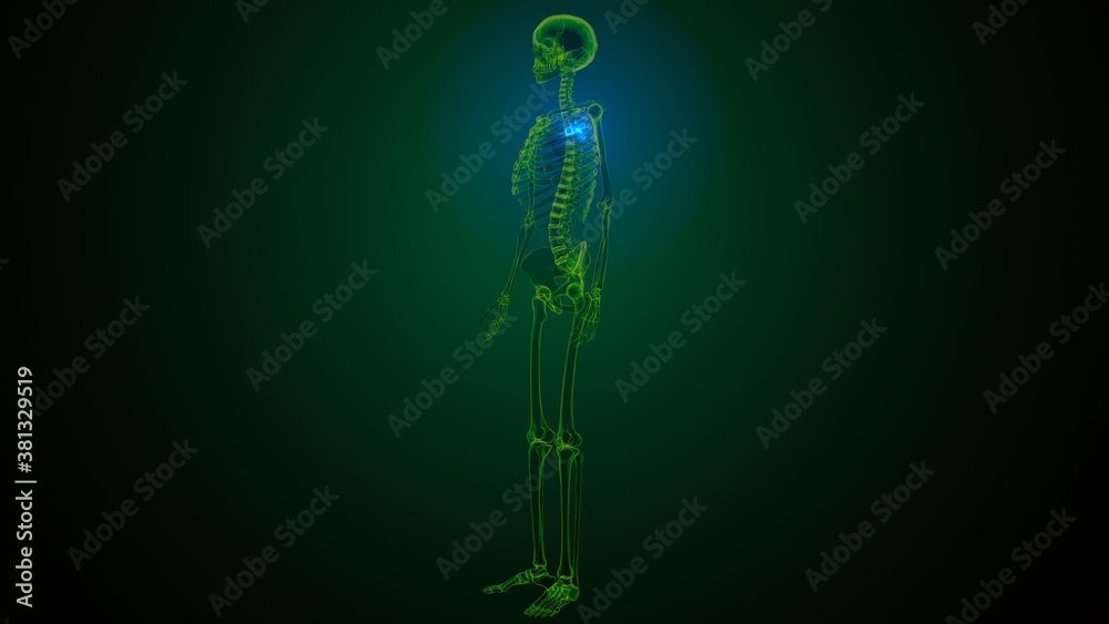3d render of human skeleton thoracic vertebrae bone anatomy
3d render of human skeleton thoracic vertebrae bone anatomy