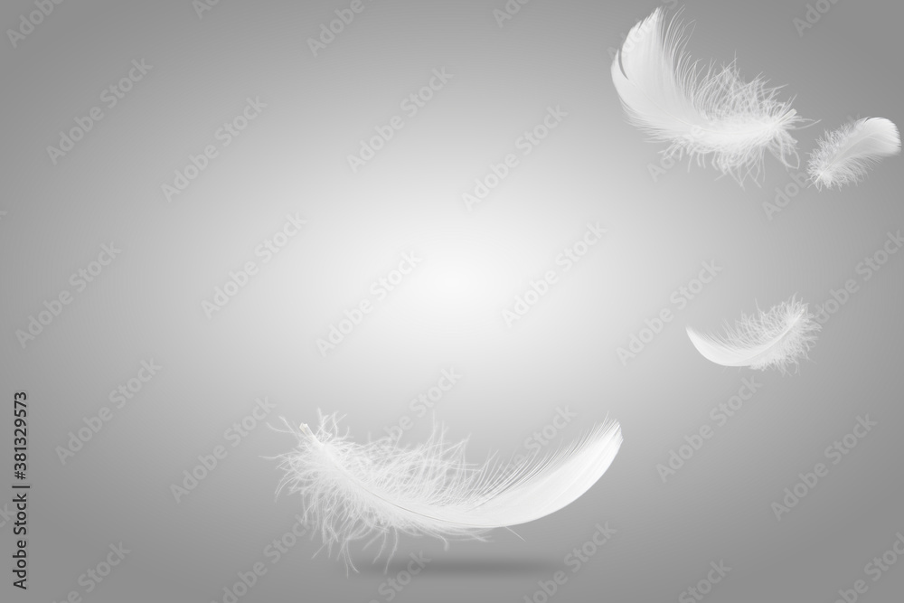 Fototapeta Feather abstract freedom concept. Soft light fluffy a white feathers falling down in the air. Gray background with copy space.