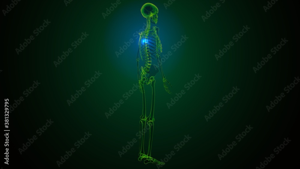 3d render of human skeleton thoracic vertebrae bone anatomy
3d render of human skeleton thoracic vertebrae bone anatomy
