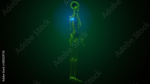 3d render of human skeleton thoracic vertebrae bone anatomy 