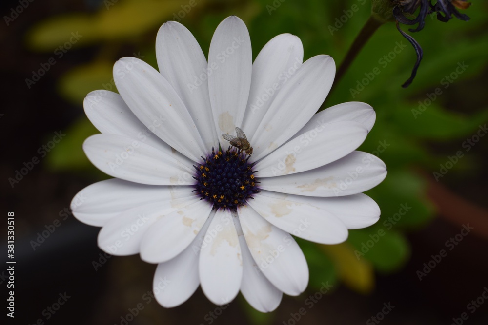 Cape marguerite with brown water stains and a fly Cape marguerite with brown water stains and a fly
