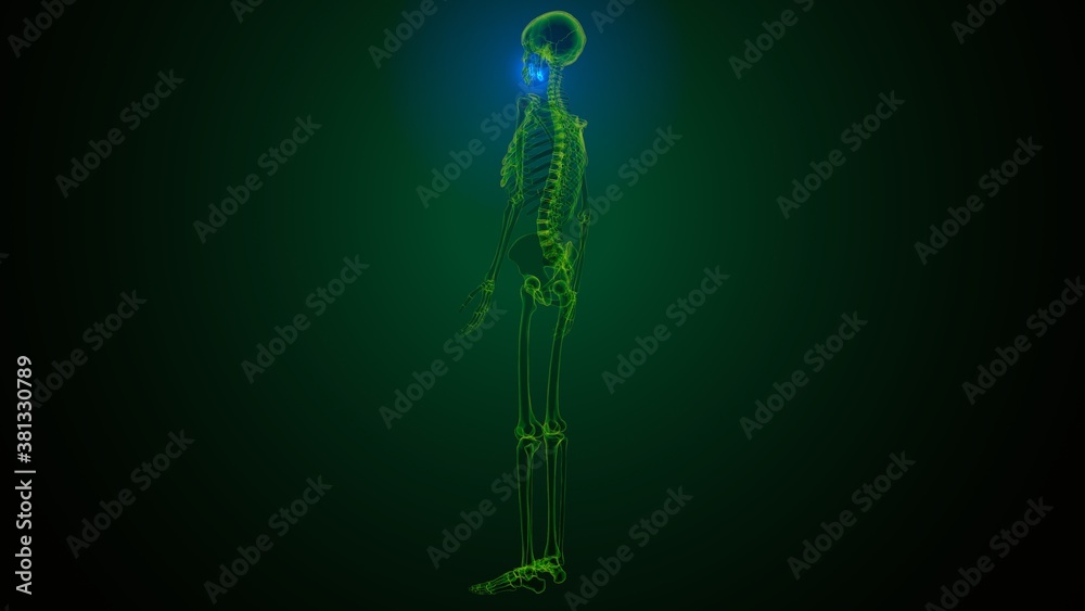3d illustration of human skeleton skull maxilla bone anatomy 3d illustration of human skeleton skull maxilla bone anatomy
