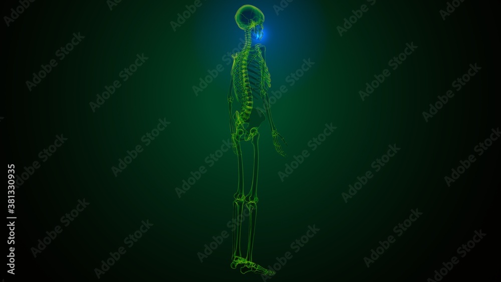 3d illustration of human skeleton skull maxilla bone anatomy 3d illustration of human skeleton skull maxilla bone anatomy