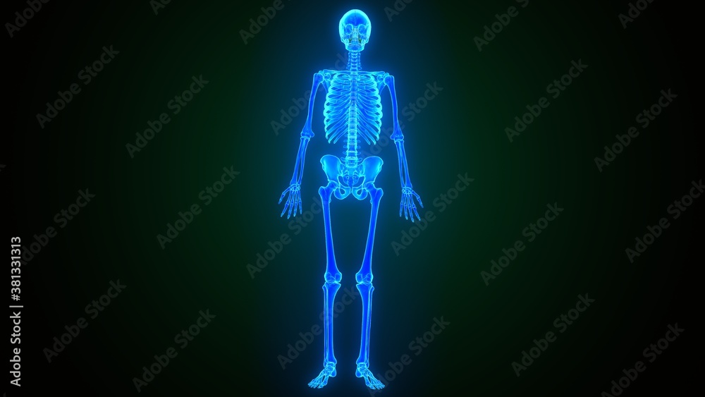 3d illustration of human skeleton anatomy