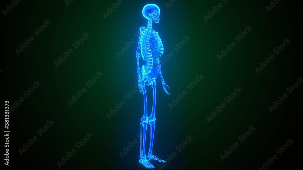3d illustration of human skeleton anatomy 3d illustration of human skeleton anatomy