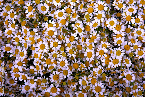 White chrysanthemum background texture. View from above