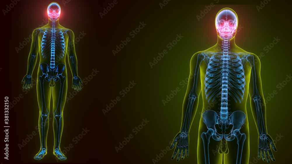 3d illustration of human skeleton skull maxilla bone anatomy 3d illustration of human skeleton skull maxilla bone anatomy