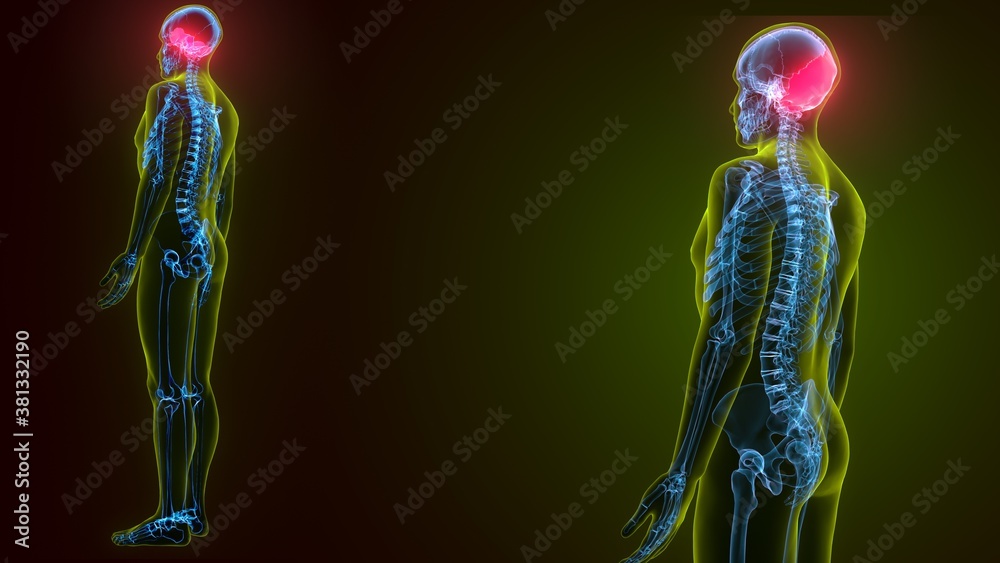 3d illustration of human skeleton skull temporal bone anatomy
3d illustration of human skeleton skull temporal bone anatomy