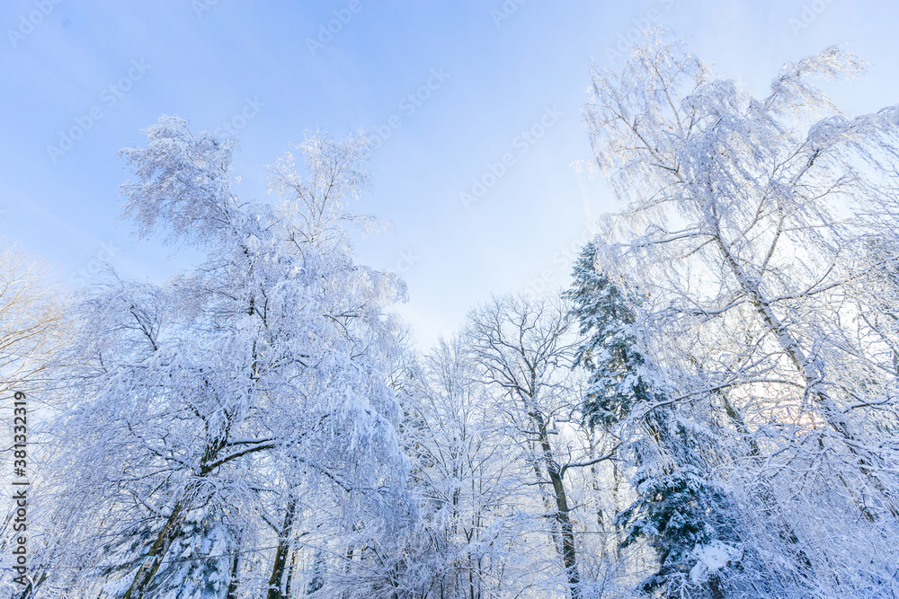a view from the bottom up to the tall trees covered with snow on the background of the blue sky a view from the bottom up to the tall trees covered with snow on the background of the blue sky