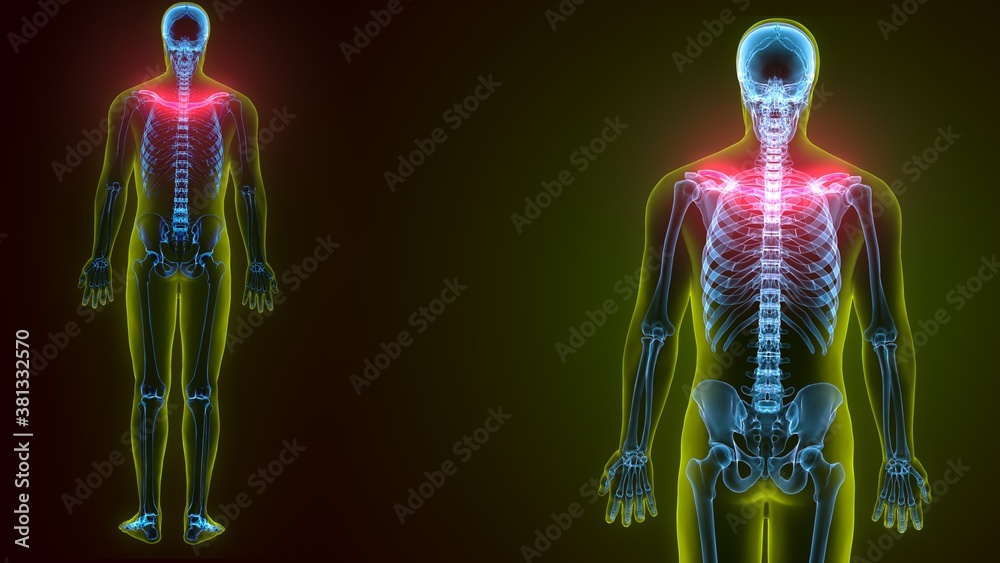 3d illustration of Human skeleton anatomy rib cage 