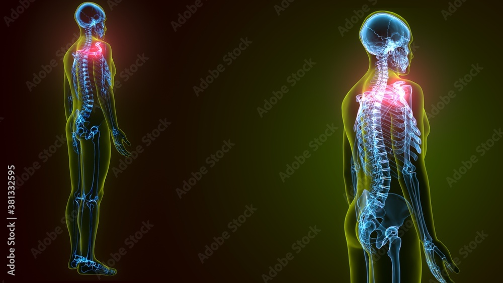 3d illustration of Human skeleton anatomy rib cage 3d illustration of Human skeleton anatomy rib cage