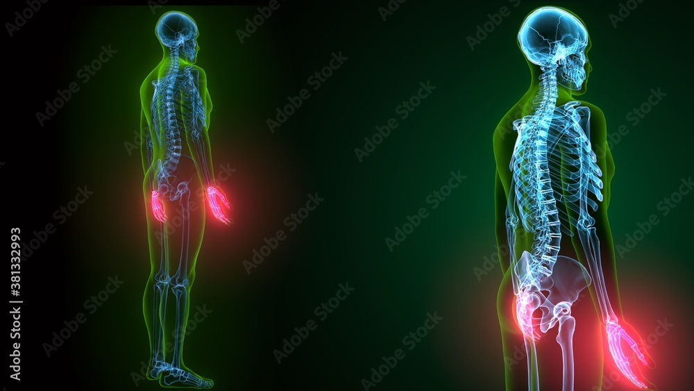 3d render of human skeleton hand bone anatomy 3d render of human skeleton hand bone anatomy