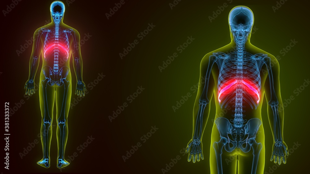 human skeleton anatomy rib cage 11th bone 3d render human skeleton anatomy rib cage 11th bone 3d render