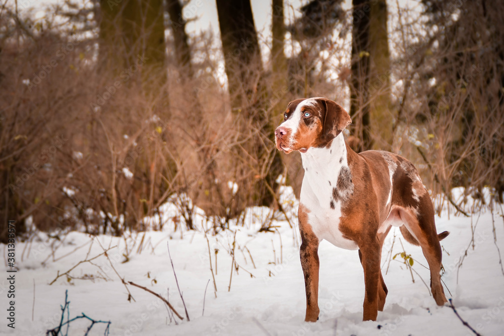 Photo of Catahoula Leopard Dog. Photo from my third Photoworkshop on Konopiste. It was amazing experience. I love dogs on snow.