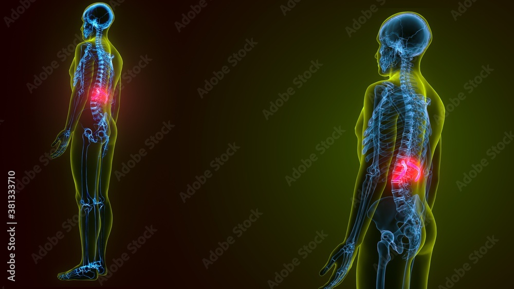 human skeleton anatomy Rib cage 12th bone.3d render
human skeleton anatomy Rib cage 12th bone.3d render