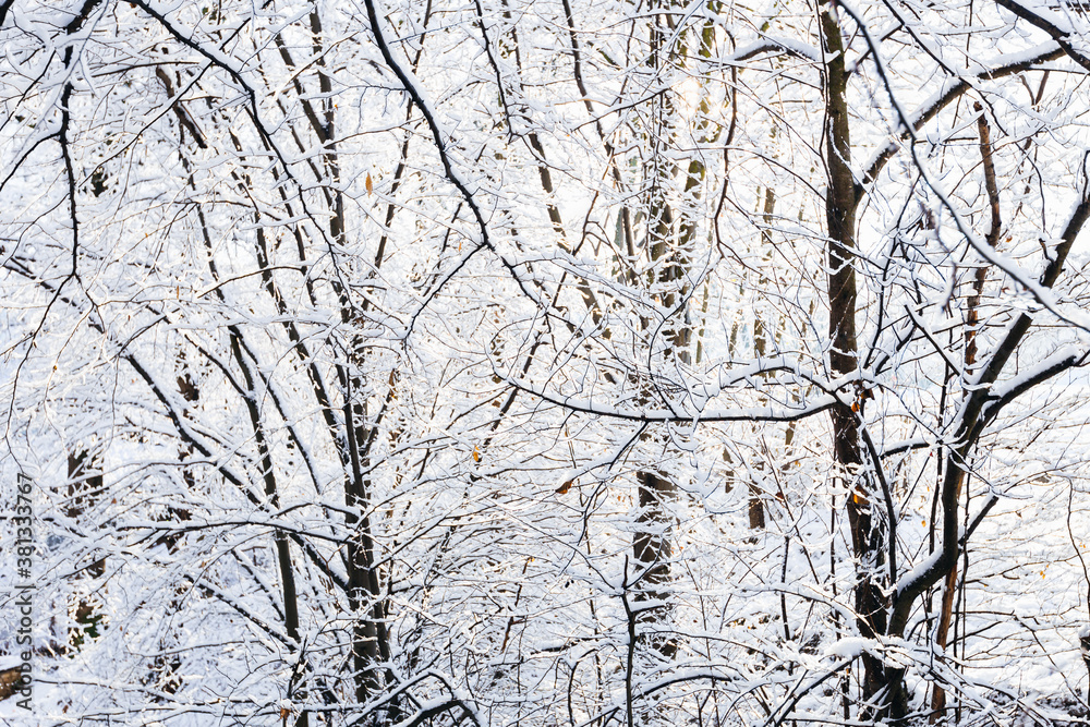 a winter park with trees that are covered with snow and a beautiful frosty day a winter park with trees that are covered with snow and a beautiful frosty day