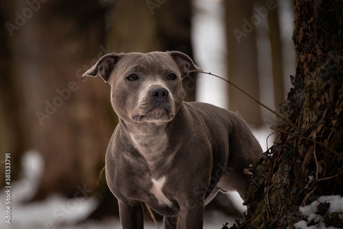 Potrait of staffordshire bull terrier under the pine. Photo from my third Photoworkshop on Konopiste. It was amazing experience. I love dogs on snow. photo