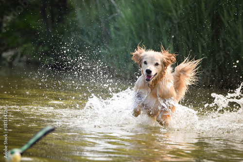 yellow mix breed dog is jumping in the water. She is really good swimmer.