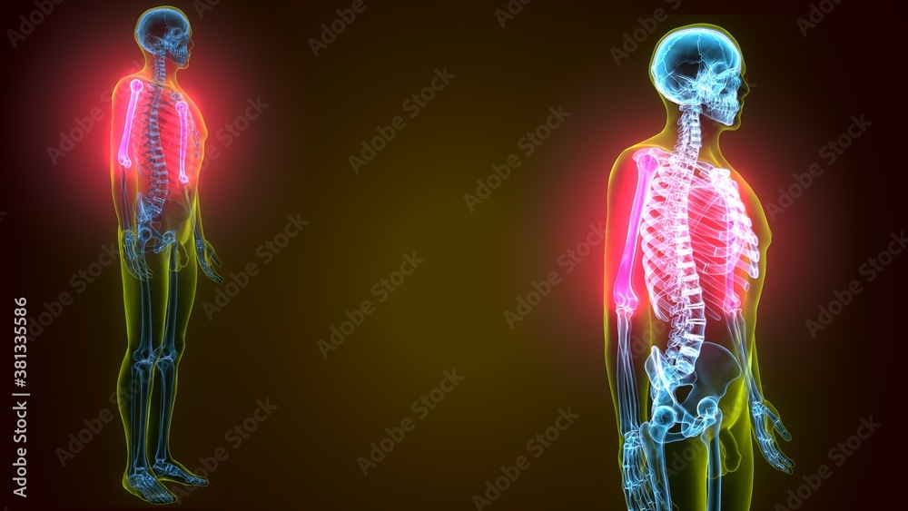 3d render of human skeleton humerus bone anatomy 3d render of human skeleton humerus bone anatomy