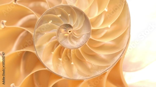 Detailed footage of a halved shell of a chambered nautilus (Nautilus pompilius) rotating around its axis