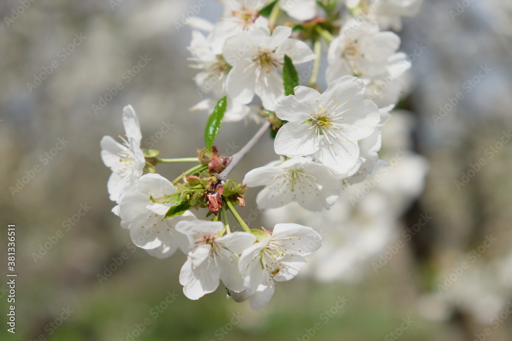 A branch of a blossoming cherry tree. Inflorescence of white cherry flowers in spring.