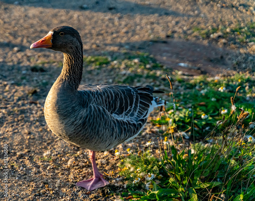 Domestic greylag goose resting on one leg by the pond.
 photo