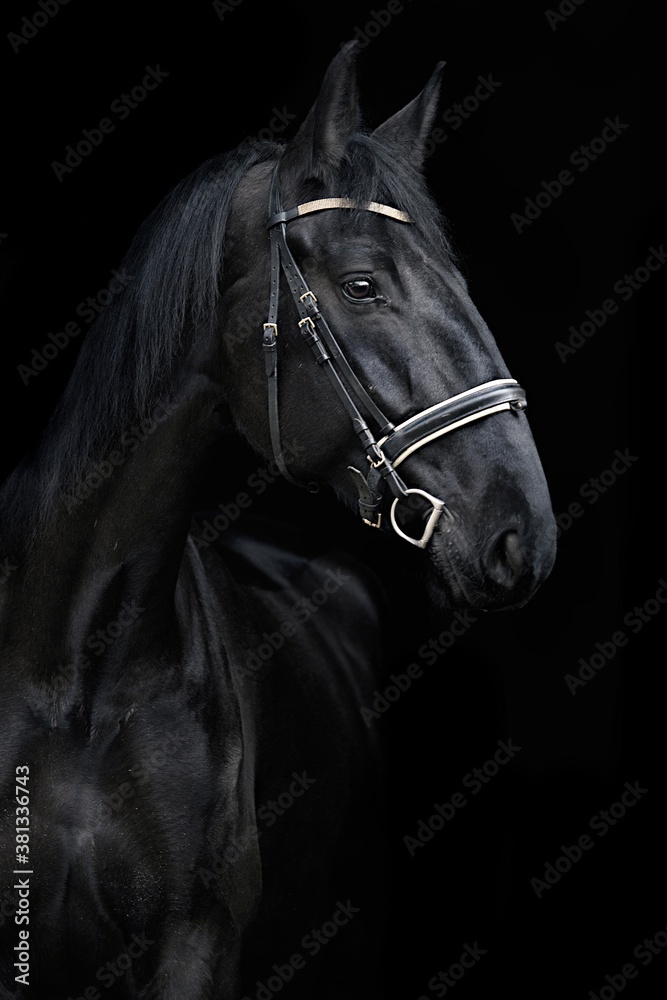 Fototapeta premium portrait of horse