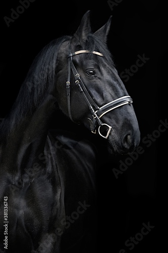 portrait of horse © AK TriColor Photo