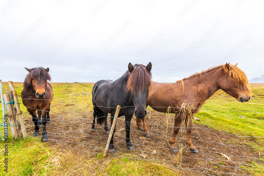 The Icelandic horse, Iceland The Icelandic horse, Iceland