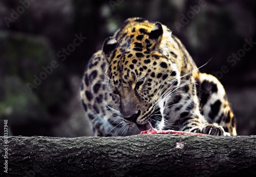 Feeding leopard