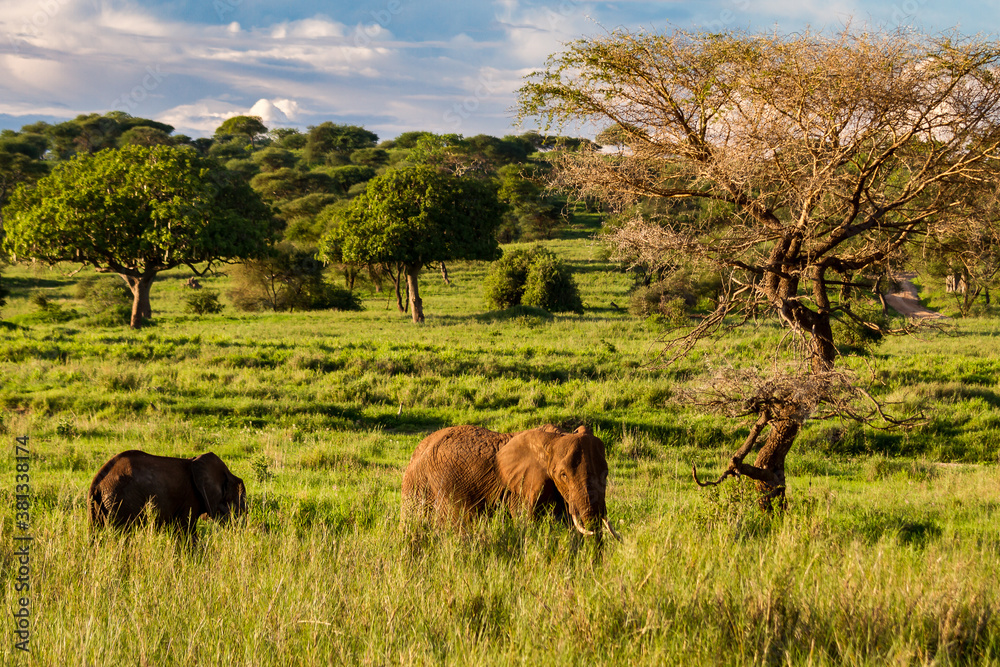 Elefantenfamilie im Abendlicht des Tarangire-Nationalparks im Norden Tansanias